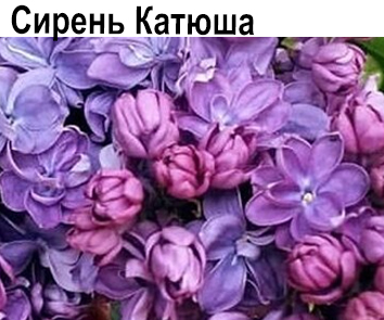 Сирень Катюша