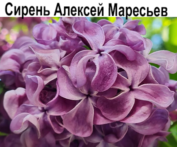 Сирень Алексей Маресьев