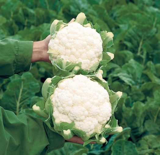 Капуста цветная Уайтон F1, 100шт семян