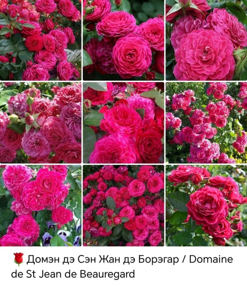 Домэн дэ Сэн Жан де Борегар