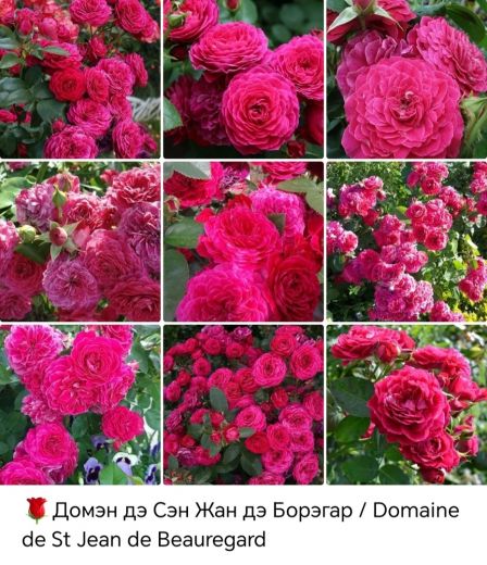 Домэн дэ Сэн Жан де Борегар