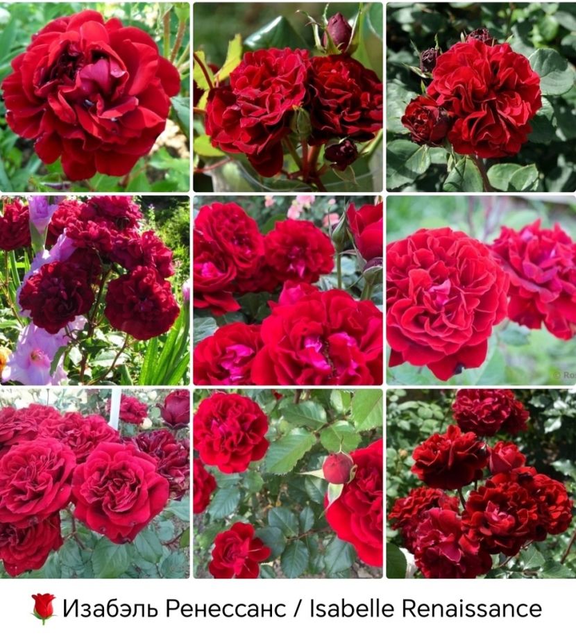 Изабель ренессанс