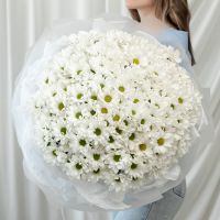 35 белых хризантем (сорт Бакарди)