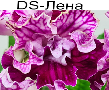 DS-Лена (Диметрис)
