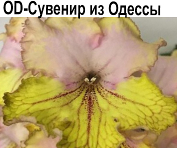 OD-Сувенир из Одессы (Н.Стоянов)