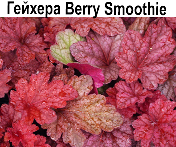 Гейхера Berry Smoothie