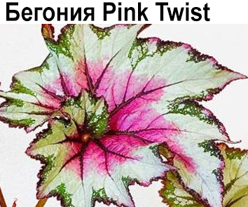 Бегония Pink Twist