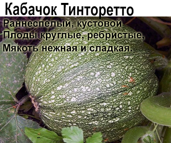 Кабачок Тинторетто