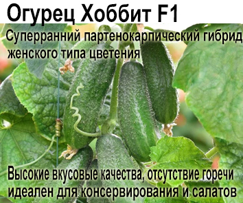 Огурец Хоббит