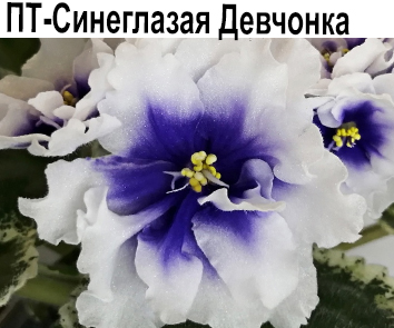 ПТ-Синеглазая Девчонка  НОВИНКА