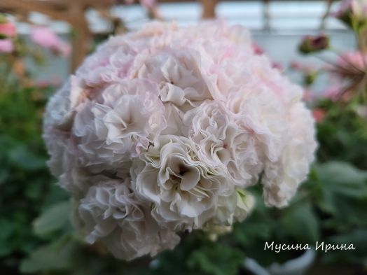 УГ Айгуль № 0303