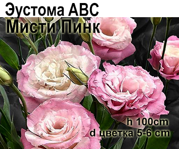 Эустома ABC Мисти Пинк крупноцветковая махровая
