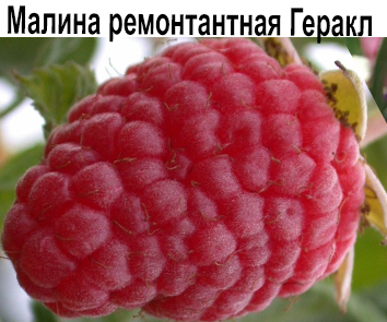 Малина садовая Геракл (ремонтантная)