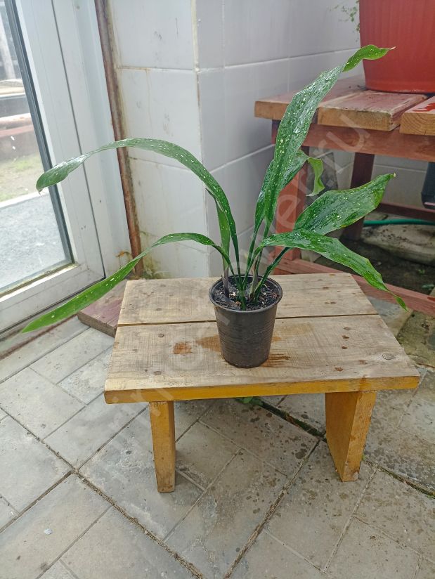 Аспидистра Милки Вэй