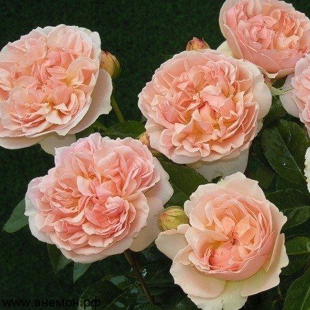 Роза английская Эвелин