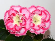 ЕН-Рассветное Солнце (сел.Е.Николаева) Новинка 2024!