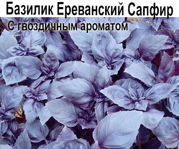 Базилик фиолетовый Ереванский Сапфир