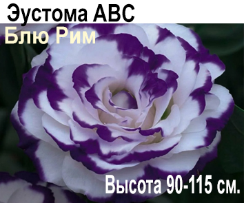 Эустома ABC Блю Рим крупноцветковая махровая