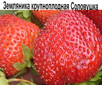 Земляника крупноплодная Соловушка