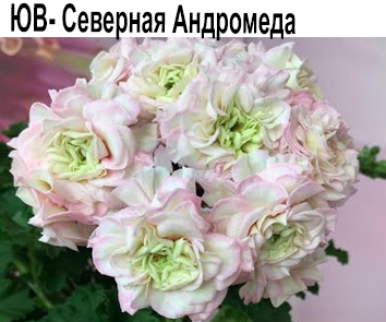 Пеларгония розебудная ЮВ-Северная Андромеда