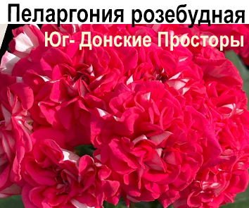 Пеларгония розебудная Юг-Донские Просторы  НОВИНКА