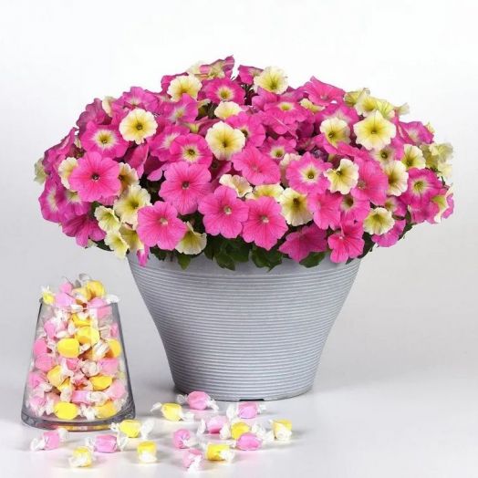 Петуния ампельная (Petunia trayling F1) Opera Supreme Candy Mix, 50 драже