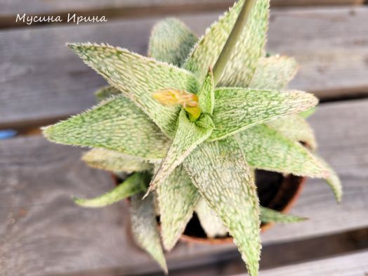 Гибридное алоэ "белый снег"