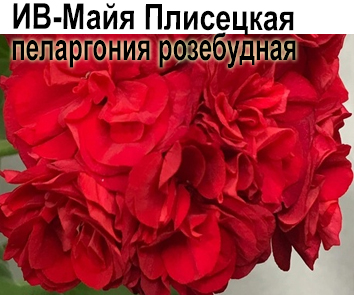 Пеларгония розебудная ИВ-Майя Плисецкая