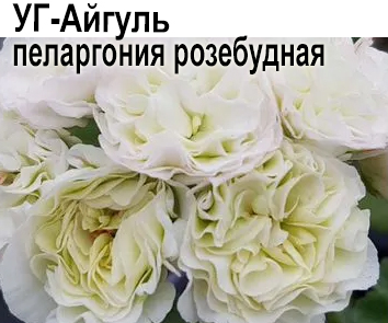 Пеларгония розебудная УГ-Айгуль