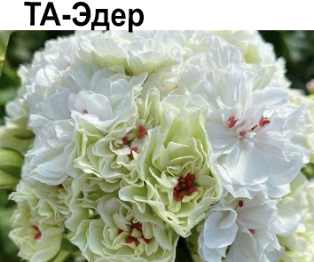 Пеларгония розебудная Эдер
