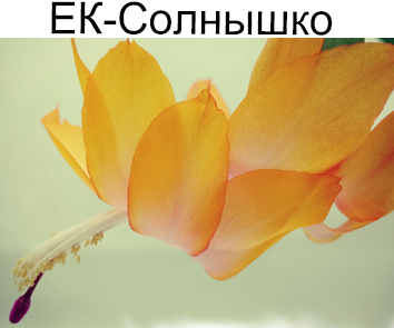 Шлюмбергера  ЕК-Солнышко (Коршунова)