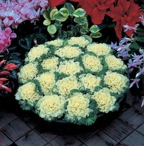 Капуста декоративная (Brassica oleraceae) Nagoya White, 50 семян