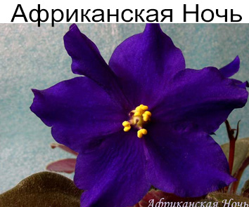 Африканская Ночь (Каткин)