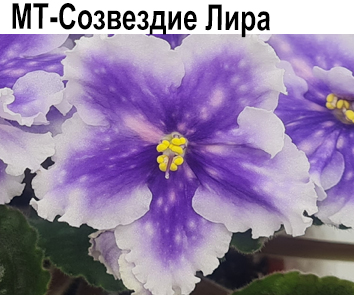 МТ-Созвездие Лира (Тотиева)