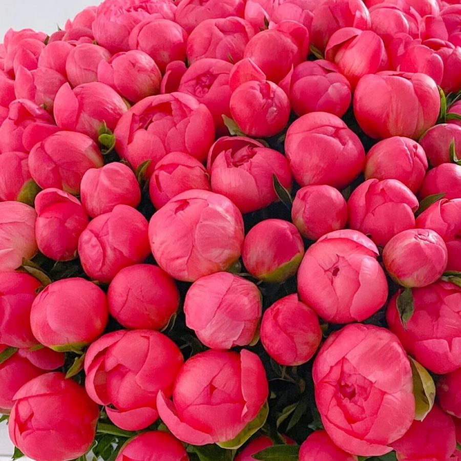 Коралловые пионы