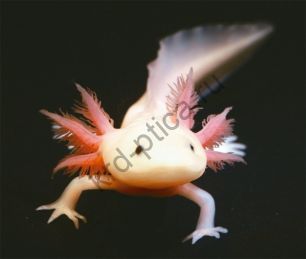 Аксолотль (Ambystoma mexicanum)