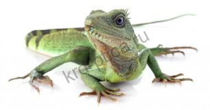 Агама водяная (Physignathus cocincinus)