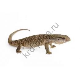 Варан (Varanus)