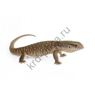 Варан (Varanus)