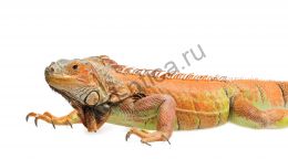 Игуана морфы (Iguana iguana morph)