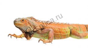 Игуана морфы (Iguana iguana morph)