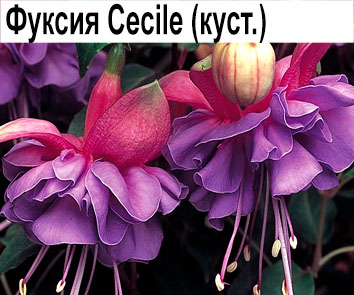 Фуксия кустовая Cecile  НОВИНКА