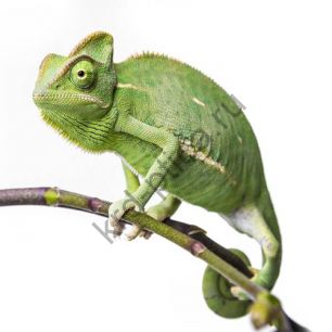 Йеменский хамелеон (Chamaeleo calyptratus)