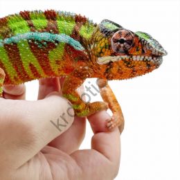 Пантерный хамелеон (Furcifer pardalis)