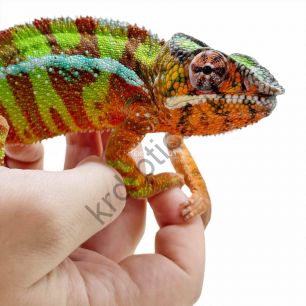 Пантерный хамелеон (Furcifer pardalis)