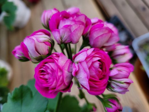 ЮВ_Бонита № 0382