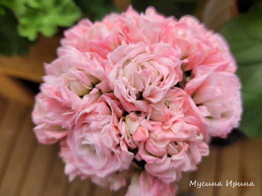 ЮВ_Амаретти № 0384