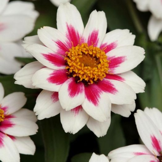 Цинния мариландская (Zinnia marylandica) Zahara Rose Starlight, 50 семян