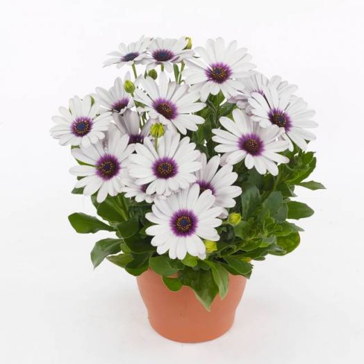 Остеоспермум Эклона (Osteospermum ecklonis) Akila White Purple Eye, 25 семян