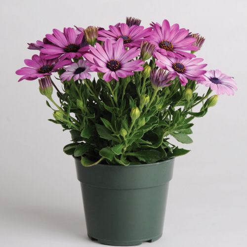 Остеоспермум Эклона (Osteospermum ecklonis) Akila Lavander Shade, 25 семян